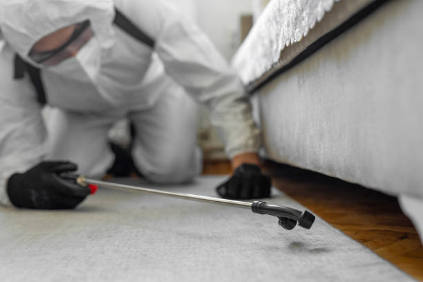 Professional Bed Bug Control technician working in Springville, NY